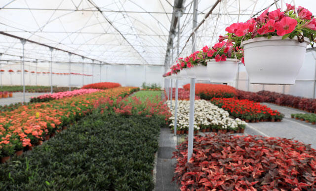 Flower Growers in the UK have warned that millions of flowers will be left to rot because they cannot find enough workers.
